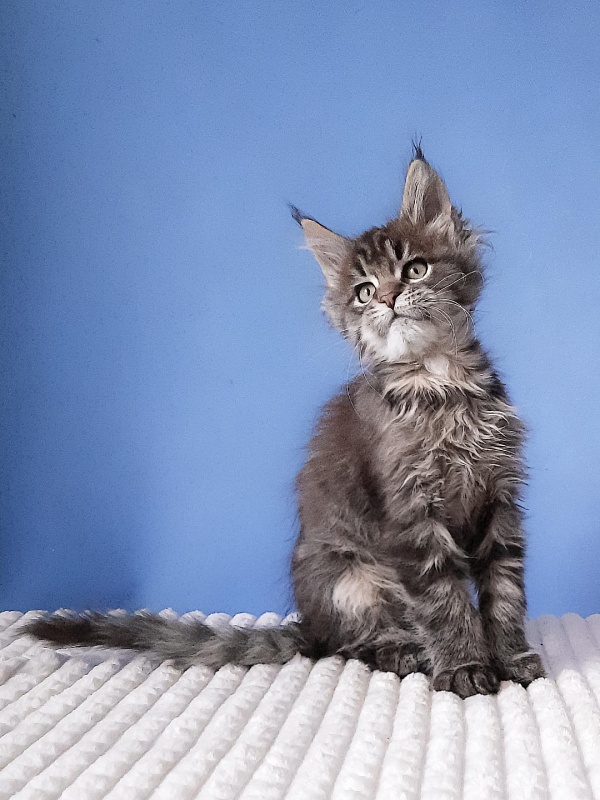 Gatto Fantastico Romario - Kitten maine-coon 2 months 3 weeks