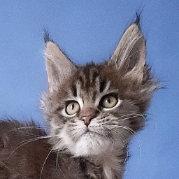 Gatto Fantastico  Romario
