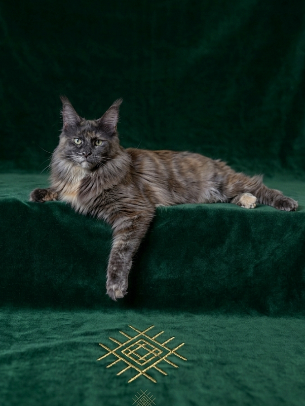 Gatto Fantastico Toffee - Adult maine-coon 1 year 2 months 4 weeks