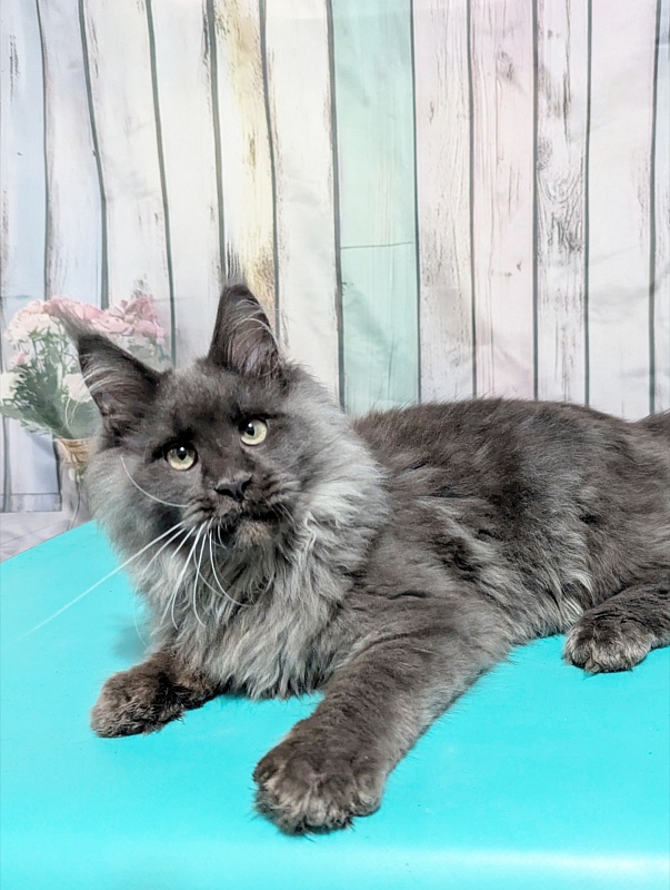 Gatto Fantastico Wolfe Gray - Kitten maine-coon 4 months 4 weeks