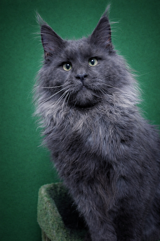 Gatto Fantastico Wolfe Gray - Junior maine-coon 8 months 2.5 weeks