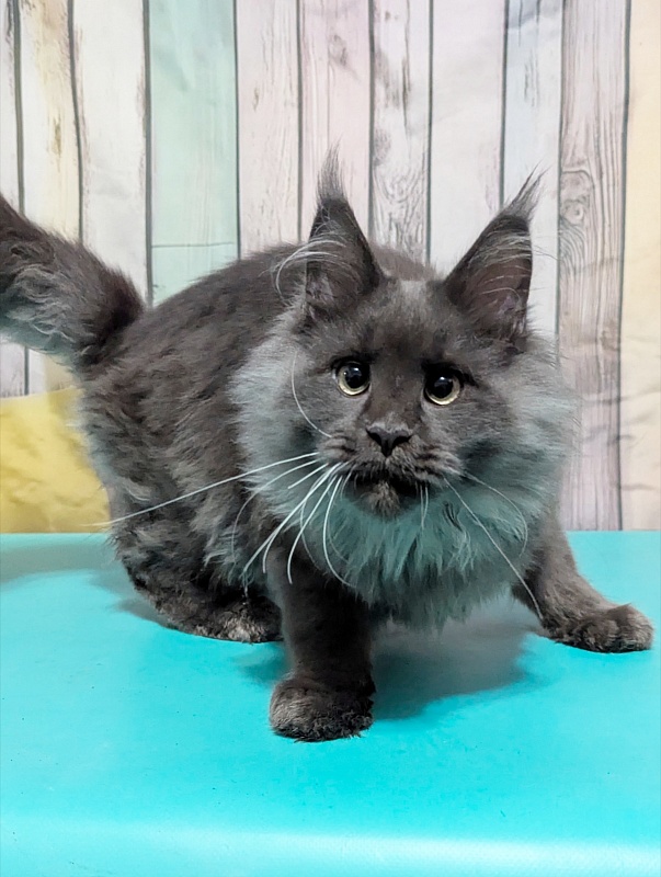 Gatto Fantastico Wolfe Gray - Kitten maine-coon 4 months 4 weeks