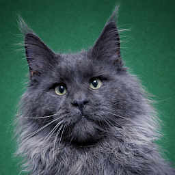 Gatto Fantastico Wolfe Gray