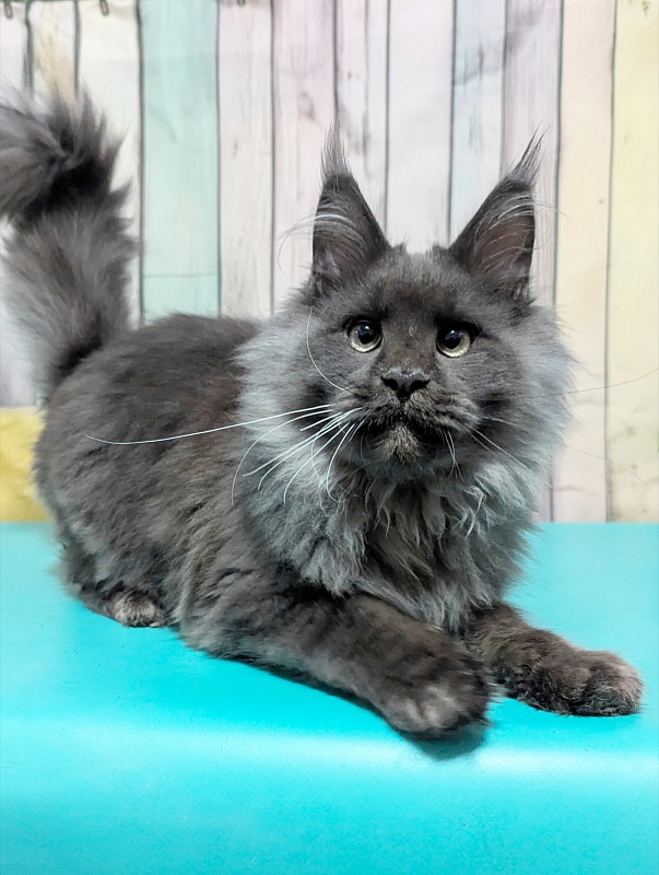 Gatto Fantastico Wolfe Gray - Kitten maine-coon 4 months 4 weeks