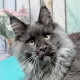 Gatto Fantastico Wolfe Gray