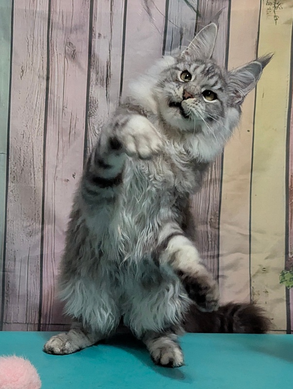 Gatto Fantastico Weiss Shadow - Kitten maine-coon 4 months 4 weeks