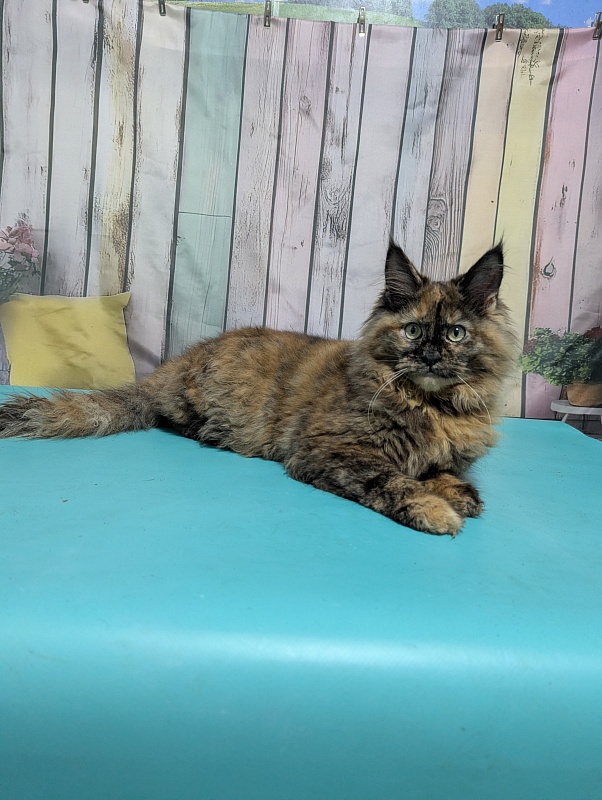 Gatto Fantastico Zelda - Kitten maine-coon 6 months 0.5 weeks