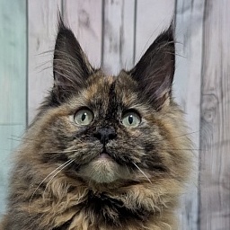 Gatto Fantastico Zelda