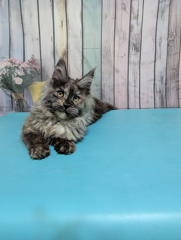 Gatto Fantastico Zara - Kitten maine-coon 6 months 0.5 weeks