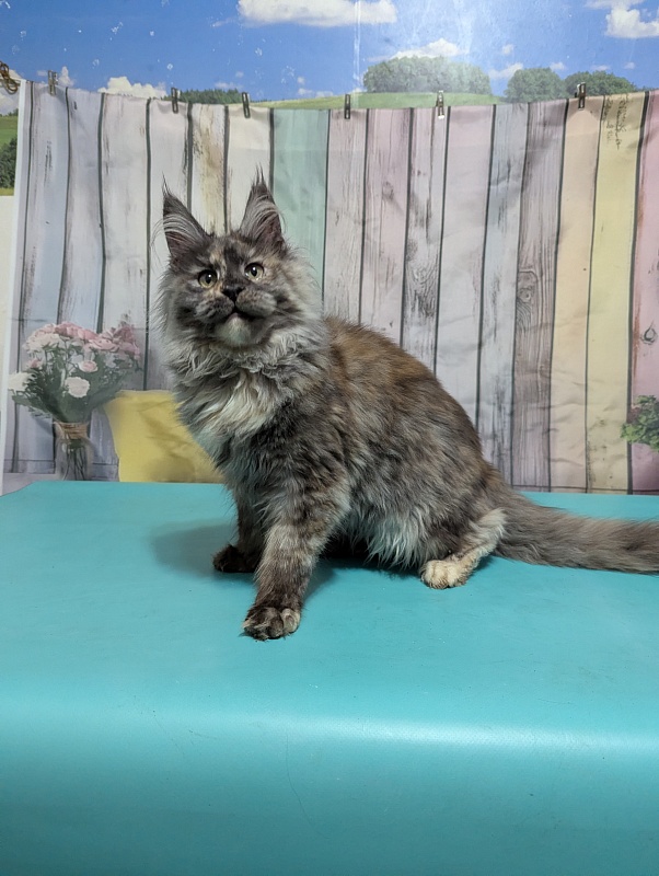 Gatto Fantastico Zara - Kitten maine-coon 6 months 0.5 weeks