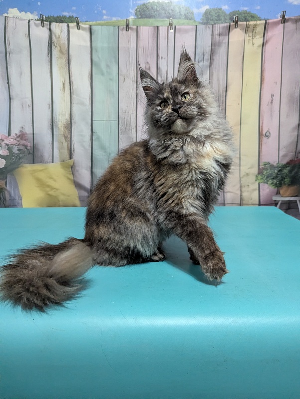 Gatto Fantastico Zara - Kitten maine-coon 6 months 0.5 weeks