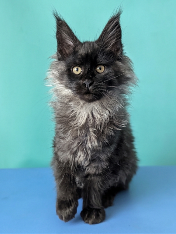 Gatto Fantastico Bambi - Kitten maine-coon 3 months 1.5 week