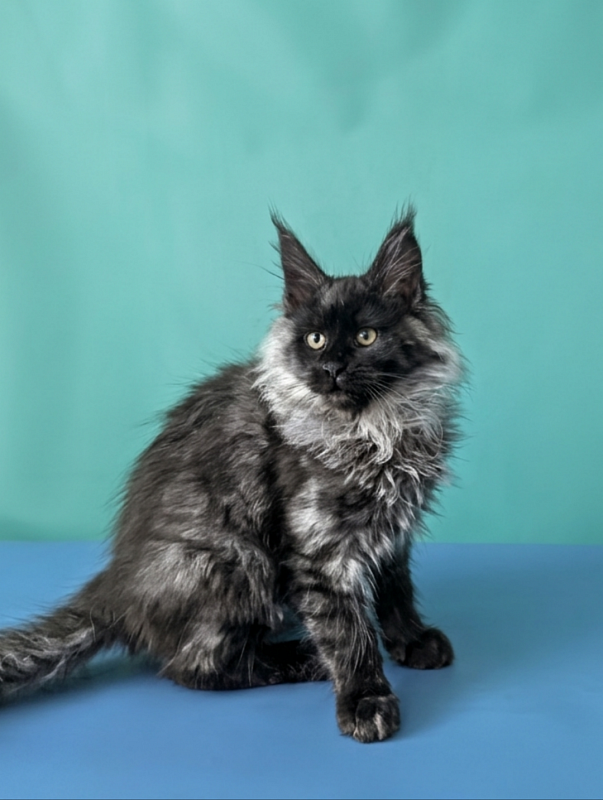 Gatto Fantastico Bambi - Kitten maine-coon 3 months 1.5 week