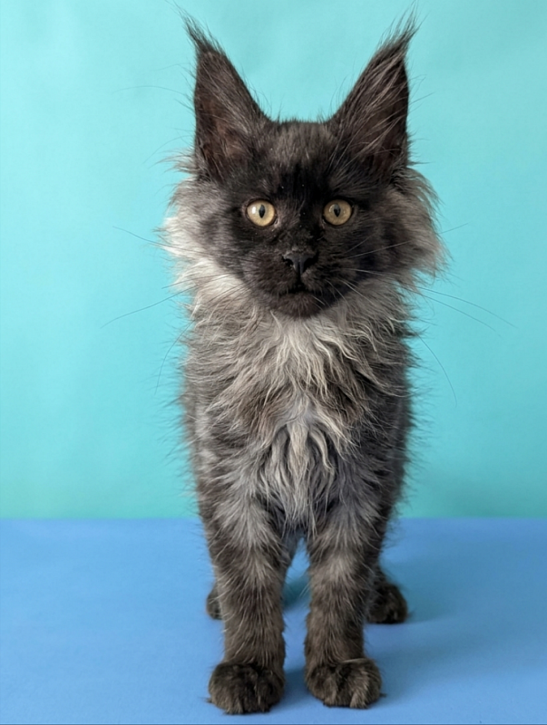 Gatto Fantastico Bambi - Kitten maine-coon 3 months 1.5 week