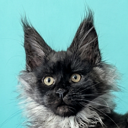 Gatto Fantastico Bambi