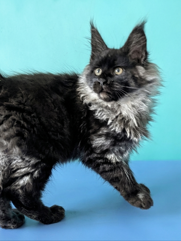 Gatto Fantastico Bambi - Kitten maine-coon 3 months 1.5 week