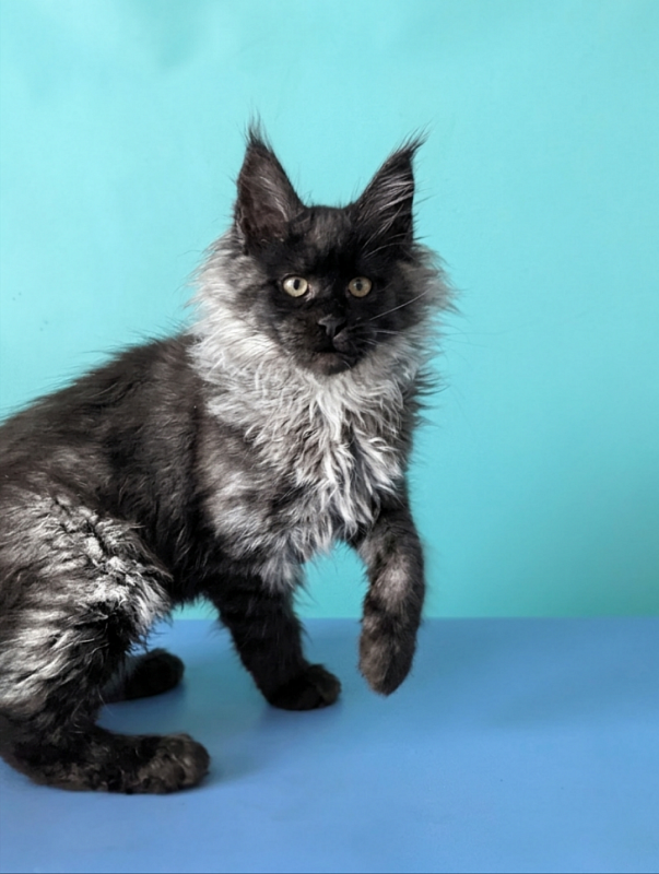 Gatto Fantastico Bambi - Kitten maine-coon 3 months 1.5 week