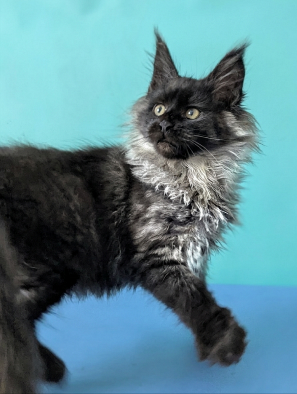 Gatto Fantastico Bambi - Kitten maine-coon 3 months 1.5 week