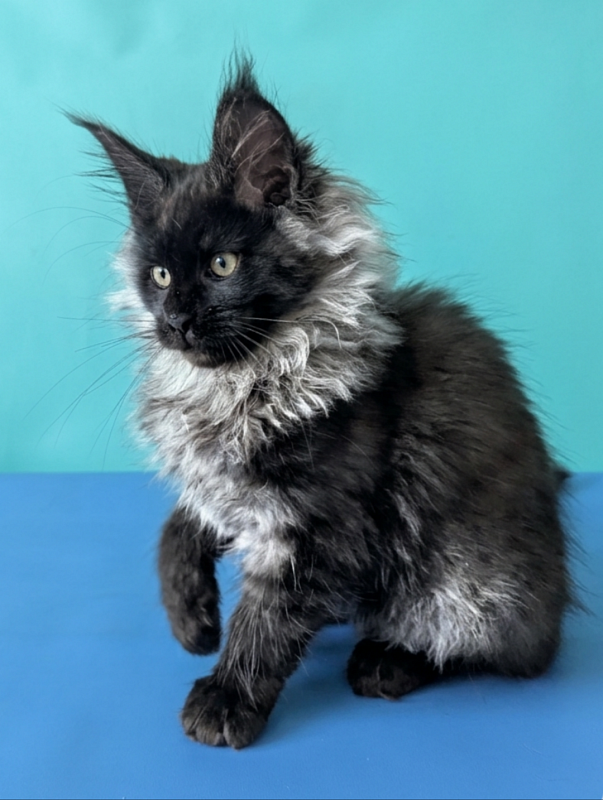 Gatto Fantastico Bambi - Kitten maine-coon 3 months 1.5 week