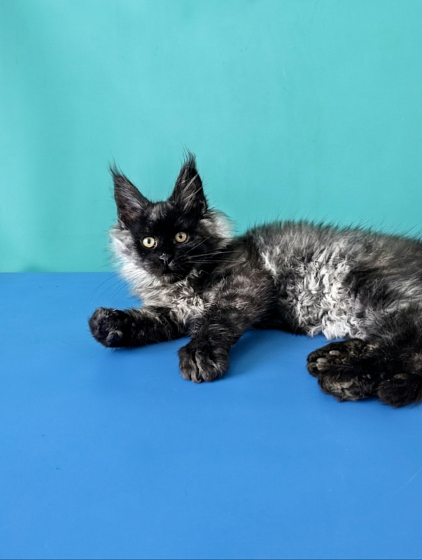 Gatto Fantastico Bambi - Kitten maine-coon 3 months 1.5 week