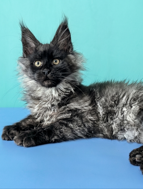 Gatto Fantastico Bambi - Kitten maine-coon 3 months 1.5 week
