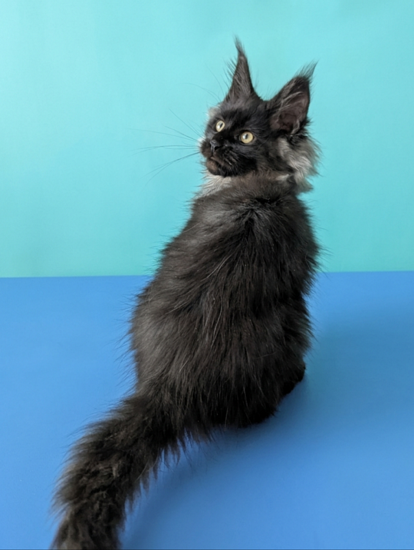Gatto Fantastico Bambi - Kitten maine-coon 3 months 1.5 week