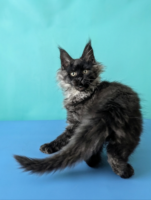 Gatto Fantastico Bambi - Kitten maine-coon 3 months 1.5 week