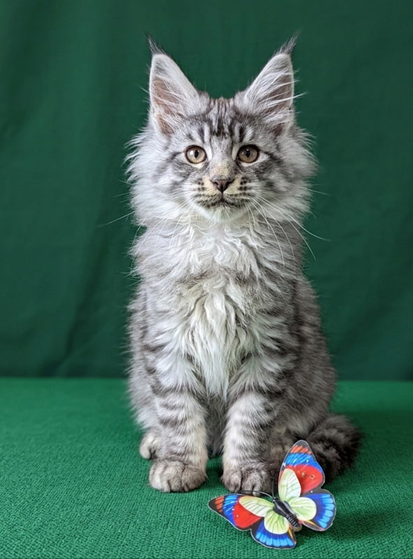 Gatto Fantastico Bingo - Кошеня мейн-кун 3 місяця 1,5 тиждень