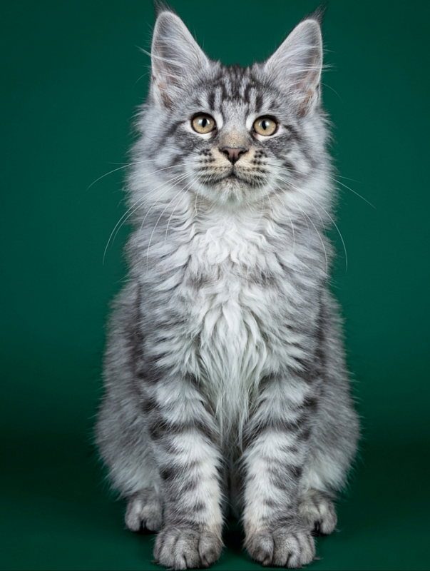 Gatto Fantastico Bingo - Кошеня мейн-кун 3 місяця 1,5 тиждень