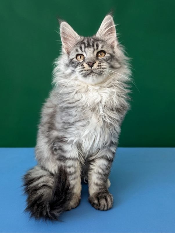 Gatto Fantastico Bingo - Кошеня мейн-кун 3 місяця 1,5 тиждень