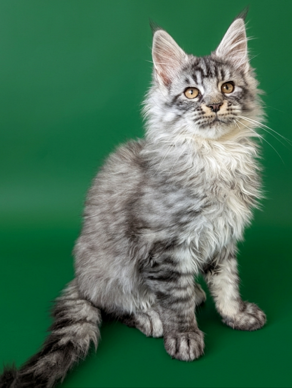 Gatto Fantastico Bingo - Кошеня мейн-кун 3 місяця 1,5 тиждень