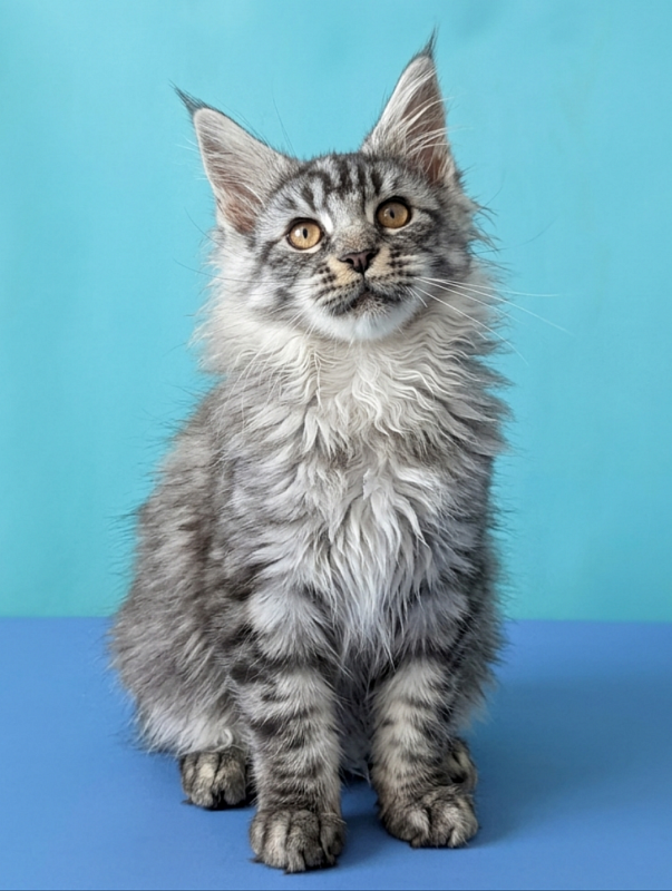 Gatto Fantastico Bingo - Кошеня мейн-кун 3 місяця 1,5 тиждень