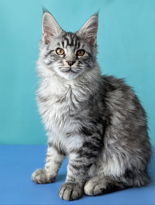 Gatto Fantastico Bingo - Кошеня мейн-кун 3 місяця 1,5 тиждень