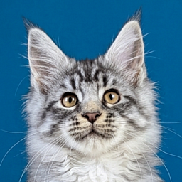 Gatto Fantastico Bingo