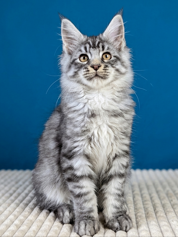 Gatto Fantastico Bingo - Кошеня мейн-кун 3 місяця 1,5 тиждень