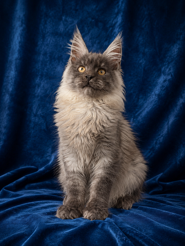 Gatto Fantastico Bruno - Kitten maine-coon 4 months 3.5 weeks