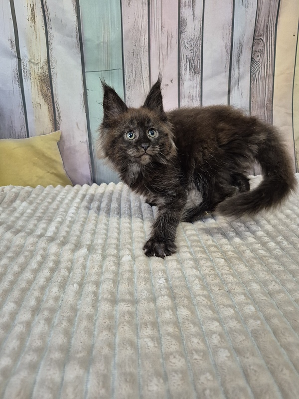 Gatto Fantastico  Euphoria - Kitten maine-coon 2 months 1 week