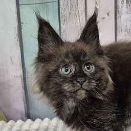 Gatto Fantastico  Euphoria