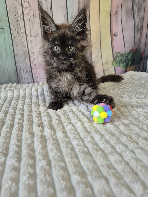 Gatto Fantastico Electra - Kitten maine-coon 2 months 2.5 weeks