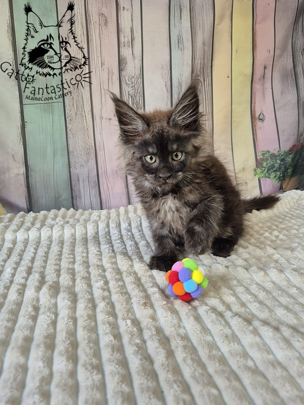 Gatto Fantastico Electra - Kitten maine-coon 2 months 2.5 weeks