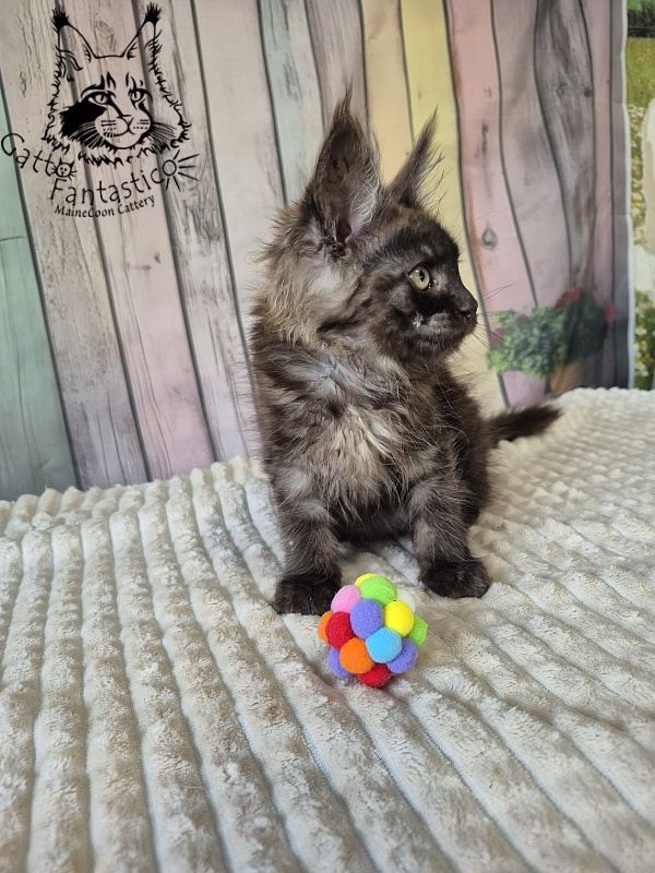 Gatto Fantastico Electra - Kitten maine-coon 2 months 2.5 weeks
