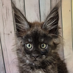 Gatto Fantastico Electra