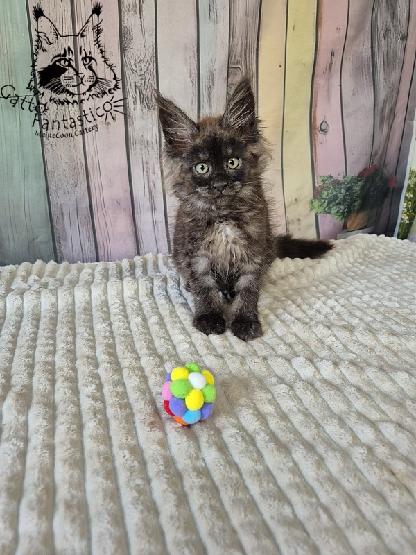 Gatto Fantastico Electra - Kitten maine-coon 2 months 2.5 weeks