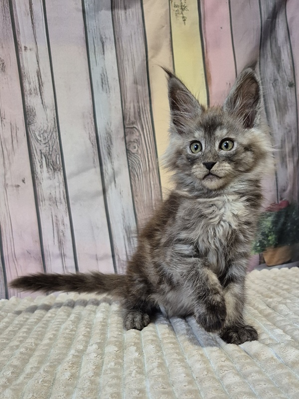 Gatto Fantastico Enigma - Kitten maine-coon 2 months 1 week