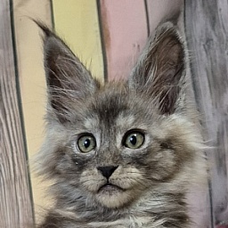 Gatto Fantastico Enigma