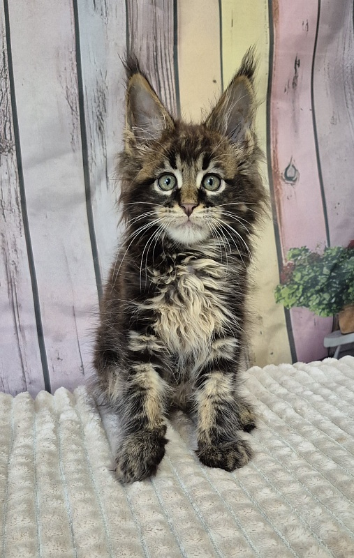 Gatto Fantastico Eagle - Kitten maine-coon 2 months 1 week