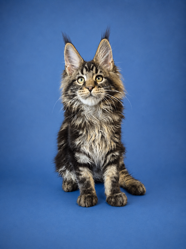 Gatto Fantastico Eagle - Kitten maine-coon 3 months 2.5 weeks