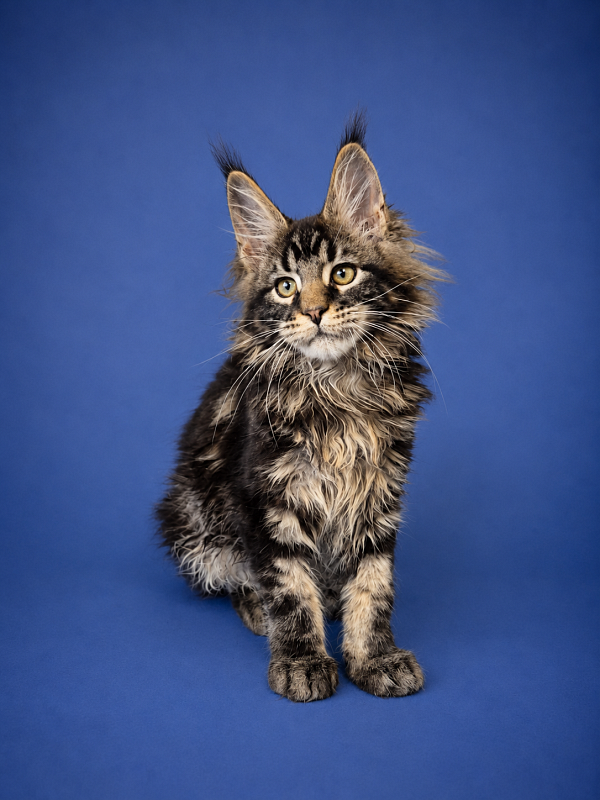 Gatto Fantastico Eagle - Kitten maine-coon 3 months 2.5 weeks
