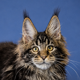Gatto Fantastico Eagle