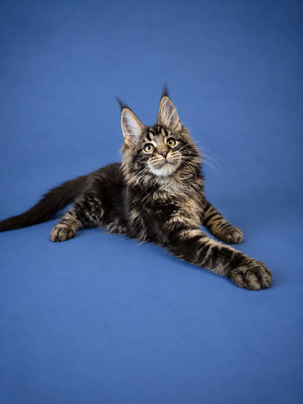 Gatto Fantastico Eagle - Kitten maine-coon 3 months 2.5 weeks